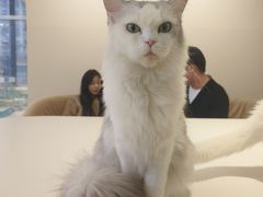 -怪兽屋·羊驼·猫咖·狗咖(俊华广场店)