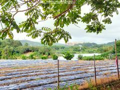 -凤岗南门山森林公园