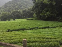 -欣怡茶庄·始于1999(梅家坞店)