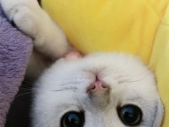 -糯米喵星人总部直营旗舰店·猫舍·幼猫出售