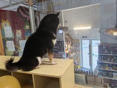 -南京Hallo宠物乐园·哈罗犬舍·柴犬繁育基地