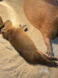 -Zoolung Zoolung动物主题公园(海信广场店)