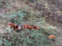 -硗碛藏寨·神木垒景区