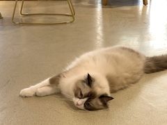 -藏猫猫咖啡主题馆(中央大道店)