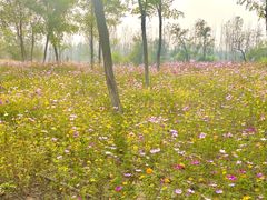 -绿堤公园
