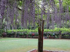 -嘉定紫藤园