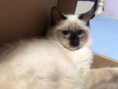 -翊宠yipet猫狗购宠庄园犬舍•猫舍