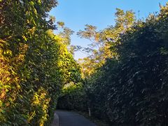 -华侨城湿地公园