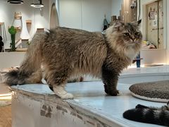 -COLOR PETS 撸猫馆·购猫·猫咖(长风大悦城店)