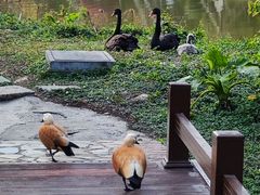 -森波拉奇妙世界