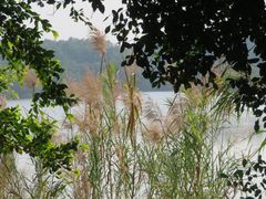 -大湾区中央湿地公园