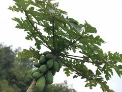 -天强农家菜馆