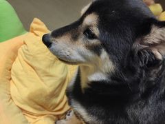 -逗柴咖啡屋·狗咖猫咖宠物桌游