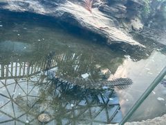 -成都动物园