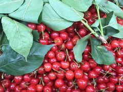 -樱桃山旅游景区