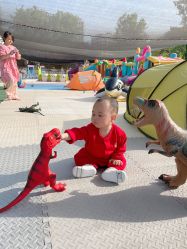-上美四季动物农场