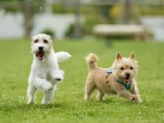 -爪吧宠物乐园 (温榆河示范区店)