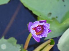 -中国科学院华南植物园