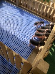 -萌宠亲子动物乐园(槐房万达店)