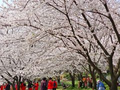 -苏州上方山国家森林公园