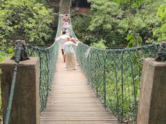 -西双版纳原始森林公园