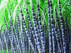 -三亚火车头万人海鲜广场