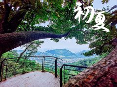 -南山植物园