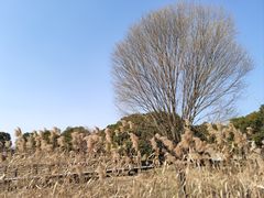 -莲花岛景区