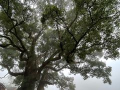 -杨家堂村