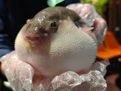 -肆月河豚·淮扬菜·湘菜(华天店)