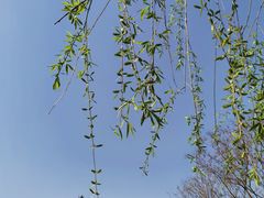 -大兴滨河森林公园