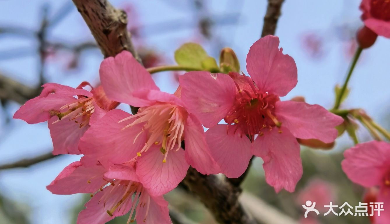 深圳人的后花园|暖暖的春风迎面桃花朵朵开