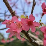 深圳人的后花园|暖暖的春风迎面桃花朵朵开