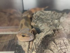 -帕帕拉兹宠物(亚洲旗舰店)