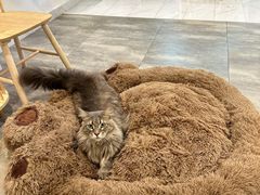 -楼上猫咖(罗湖店)