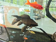 -了不起的考拉咖啡店(高新店)