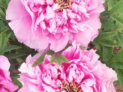 -洛阳郁金香牡丹园