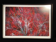 -罗红摄影艺术馆