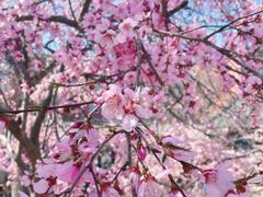 -桃花堤公园
