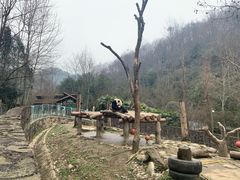 -都江堰中华大熊猫苑