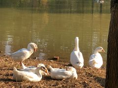 -森波拉火山温泉