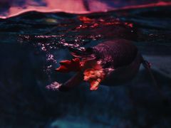 -暹罗海洋世界