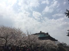 -武汉大学-樱园