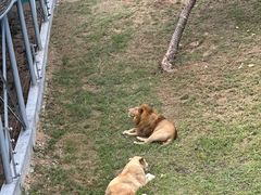 -西霞口神雕山野生动物世界