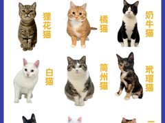 -翊宠yipet猫狗购宠庄园犬舍•猫舍