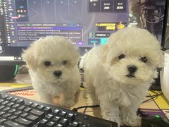 -瑞派宠物医院·犬猫全科·猫友好(宾水西道店)