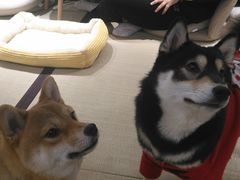 -逗柴咖啡屋·狗咖猫咖宠物桌游