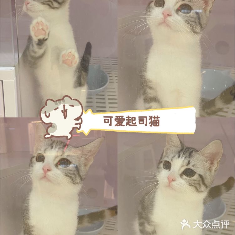 广州这里买猫最靠谱!ONLY CAT唯有猫名猫馆