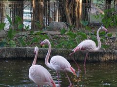 -清迈夜间动物园