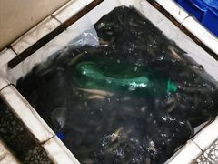 -邱氏胖泥鳅(大堰店)
